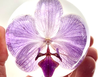 Orchid Paperweight - Made from a real orchid! Orchid card and envelope included