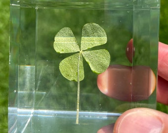 Koniczyna czterolistna (Shamrock) - wykonana z prawdziwej czterolistnej koniczyny! W zestawie kartka z koniczyną czterolistną i koperta