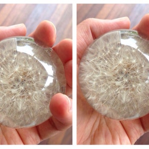 Two Dandelion Paperweights - Made from real dandelions! Dandelion card and envelope included