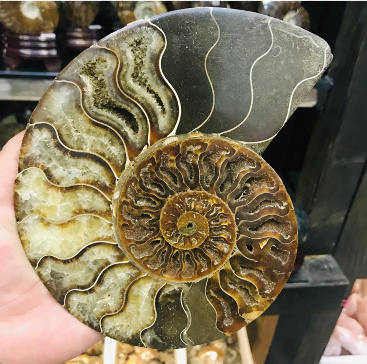 Nautilus Spiral Shell Ammonite Fossil Paperweight A Etsy