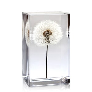 Cubo de peso de papel de dente-de-leão - Feito de uma verdadeira semente de dente-de-leão! Cartão Dandelion e envelope incluídos