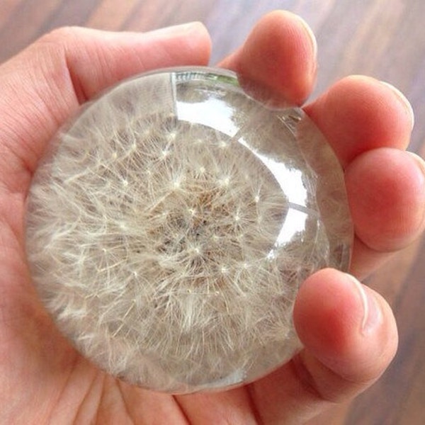 Dandelion Paperweight - Made from a real dandelion seed puff! Dandelion card and envelope included