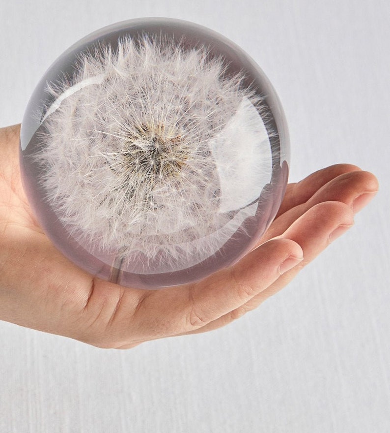 Valentines Day Dandelion Paperweight Heart / Unique Anniversary Gift Dandelion card and envelope included 3 Inch - Sphere