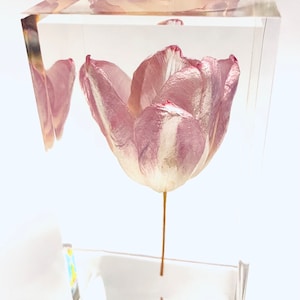Roze tulp presse-papier kubus - Gemaakt van een echte tulpenbloem! Inclusief tulpenkaart en envelop