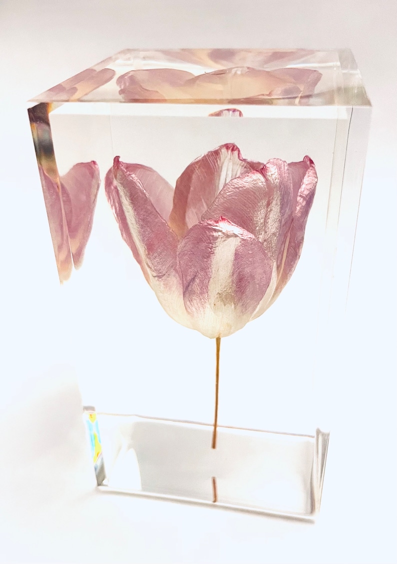 Pink Tulip Paperweight Cube - Made From a Real Tulip Flower! Tulip Card ...