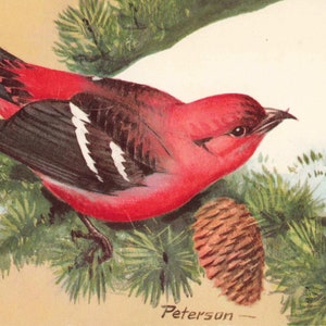Carte postale de Bec-croisé des sapins à ailes blanches signée Peterson, cachet de la poste 1963