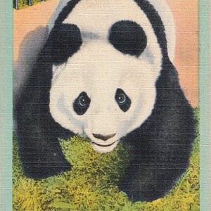 Chicago, Illinois Carte Postale Panda Géant Brookfield Zoo Vers 1938