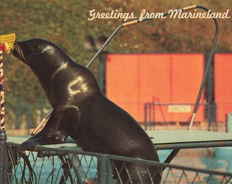 Los Angeles County, California Postcard Greetings from Marineland of the Pacific Chrome About 1963