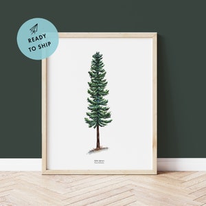 Watercolor Sitka Spruce Art Print | Botanical Minimalist Watercolor Illustration | Pacific Northwest Décor for Home or Cabin