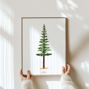 Minimal Tree Wall Art | Douglas Fir Tree Watercolor Print for Nature Lovers | Botanical Nature Wall Art for Modern Rustic or Forest Decor