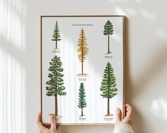Tree Identification Watercolor Art Print | Botanical Forest Woodsy Wall Decor for Cabin or Classroom | Evergreen Forest Pine Tree Art