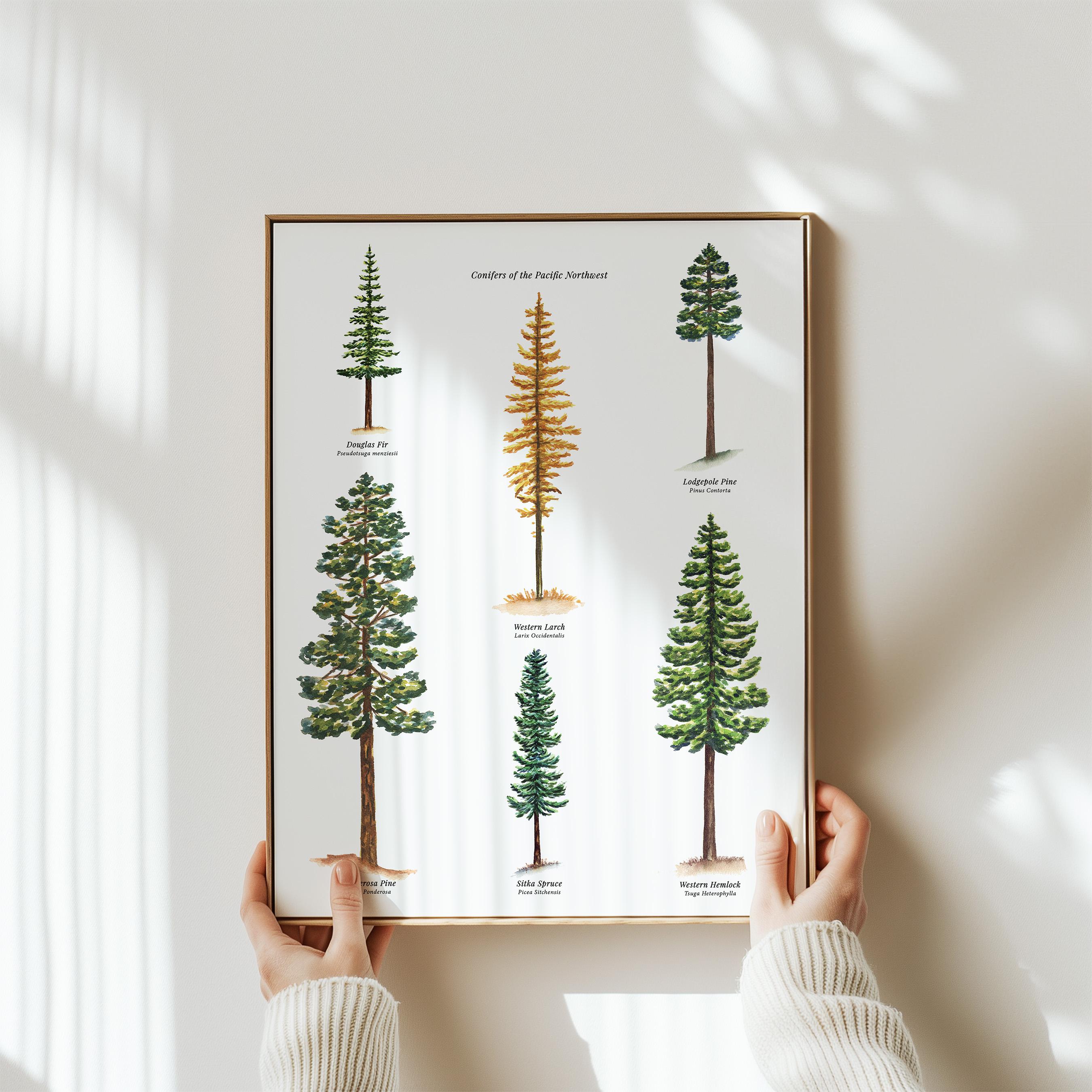 Tree Identification Watercolor Art Print Botanical Forest Woodsy Wall Decor for Cabin or Classroom Evergreen Forest Pine Tree Art