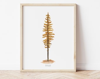 Western Larch in the Fall Evergreen Tree of the Pacific Northwest | Watercolor Illustration Art Print