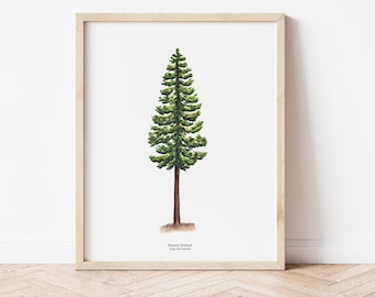 Western Hemlock Evergreen Tree of the Pacific Northwest | Watercolor Illustration Art Print