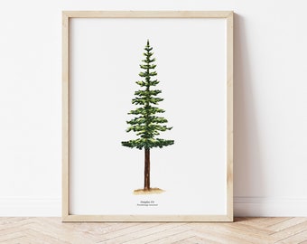 Douglas Fir Evergreen Tree of the Pacific Northwest | Watercolor Illustration Art Print