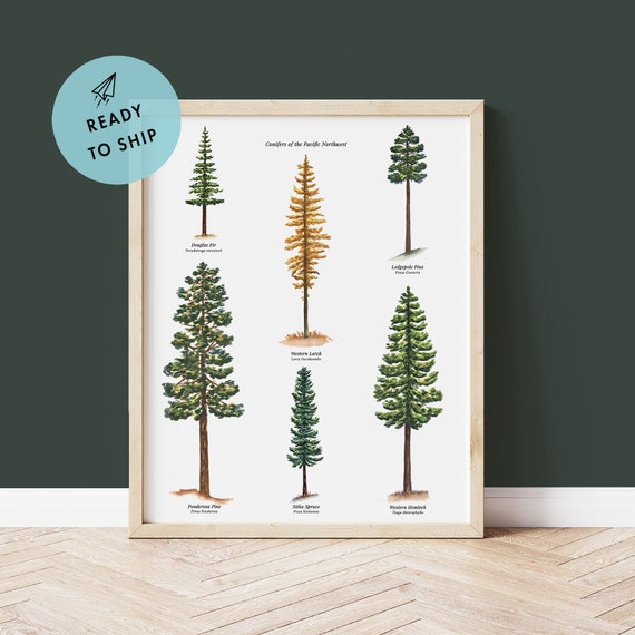 Pine Tree Evergreen Branches Art Print