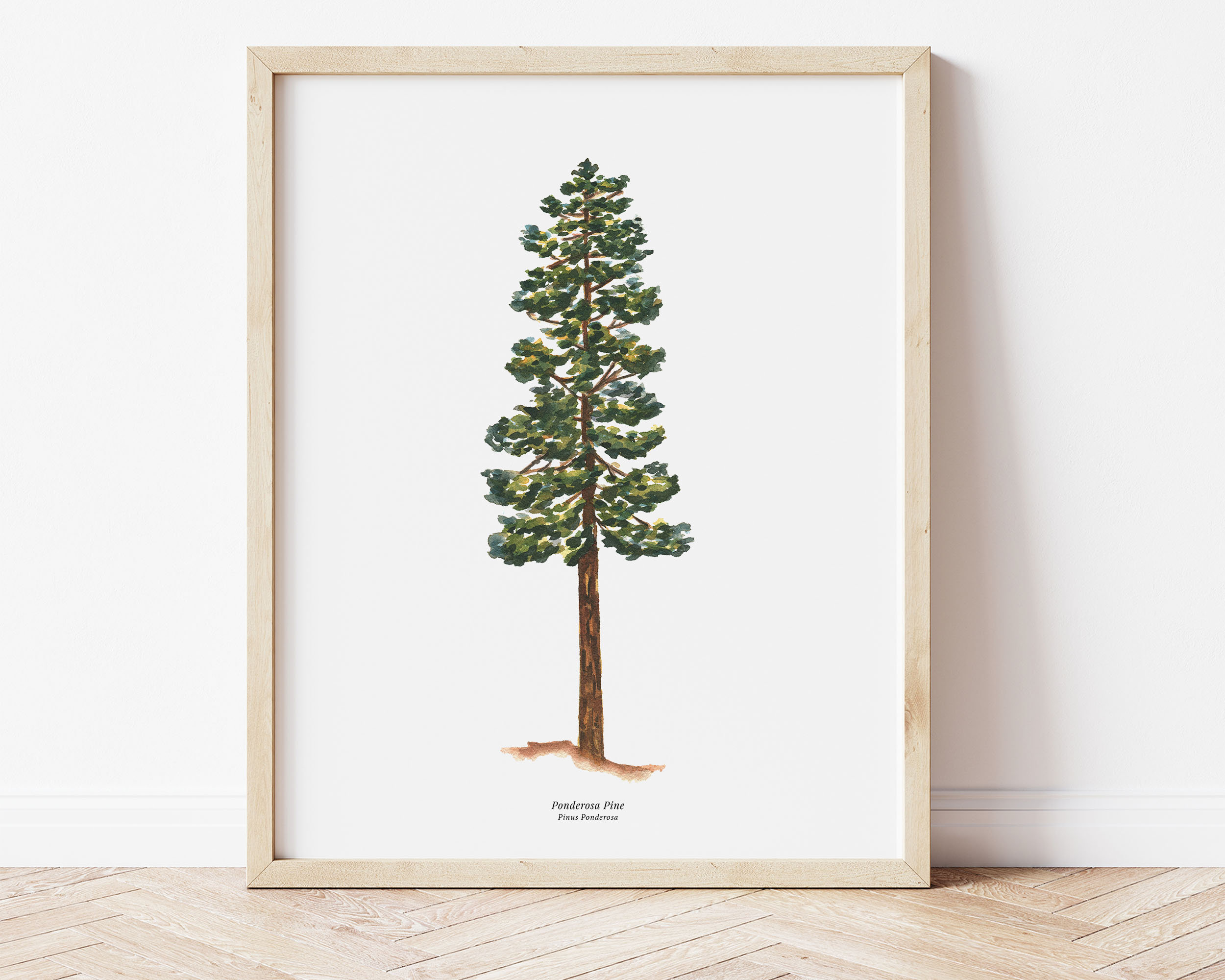 Ponderosa Pine Evergreen Tree of the Pacific Northwest picture image