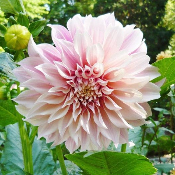 Cafe au Lait Dahlia Tuber