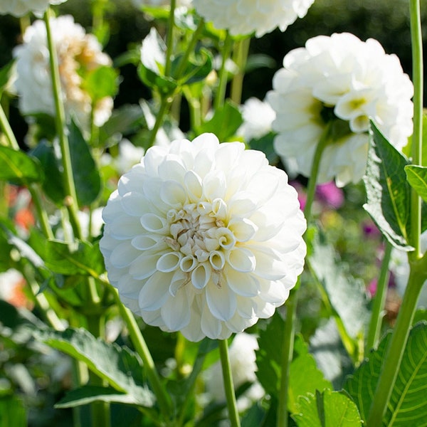 Boom Boom White Dahlia Tuber