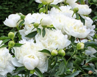 Duchess de Nemours Peony | 1  Bare Root Peony | Pre-Order for Spring Shipping