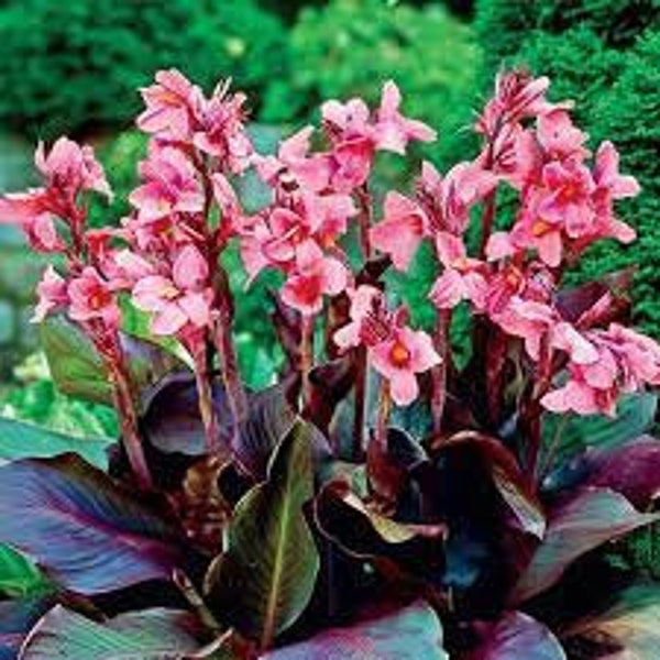 Canna Pink and Roses Tubers - 2 per bag