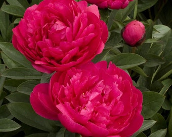 Kansas Peony | 1 Bare Root Peony | Pre-Order for Spring Shipping