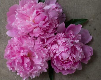 Monsieur Jules Elie Peony - 1 Bare Root Peony  | Pre-Order for Spring Shipping