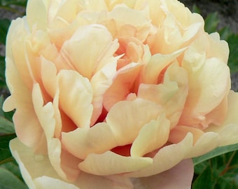 Peony Itoh 'Canary Brilliants' | 1 Bare Root Peony | Pre-Order for Spring Shipping