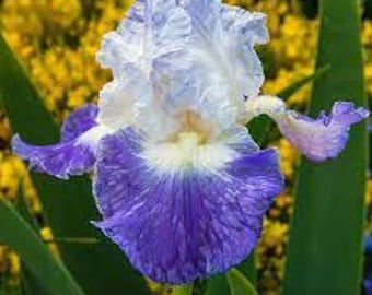 Ghost Train Iris Plant Quart Pot | Dark Purple Black Flowers Tall