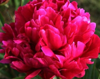Karl Rosenfeld Peony | 1  Bare Root Peony | Pre-Order for Spring Shipping
