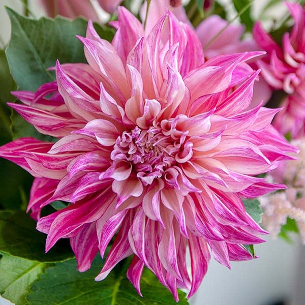 Dahlia 'Cafe au Lait Royal'  Tuber