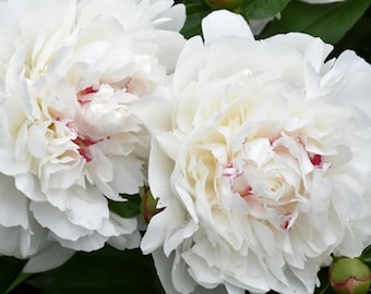 Peony Festiva Maxima | 1 Bare Root Peony | Pre-Order for Spring Shipping