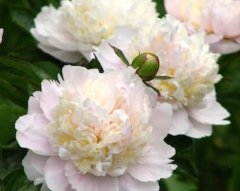 Shirley Temple Peony - 1 Bare Root Peony | Pre-Order for Spring Shipping