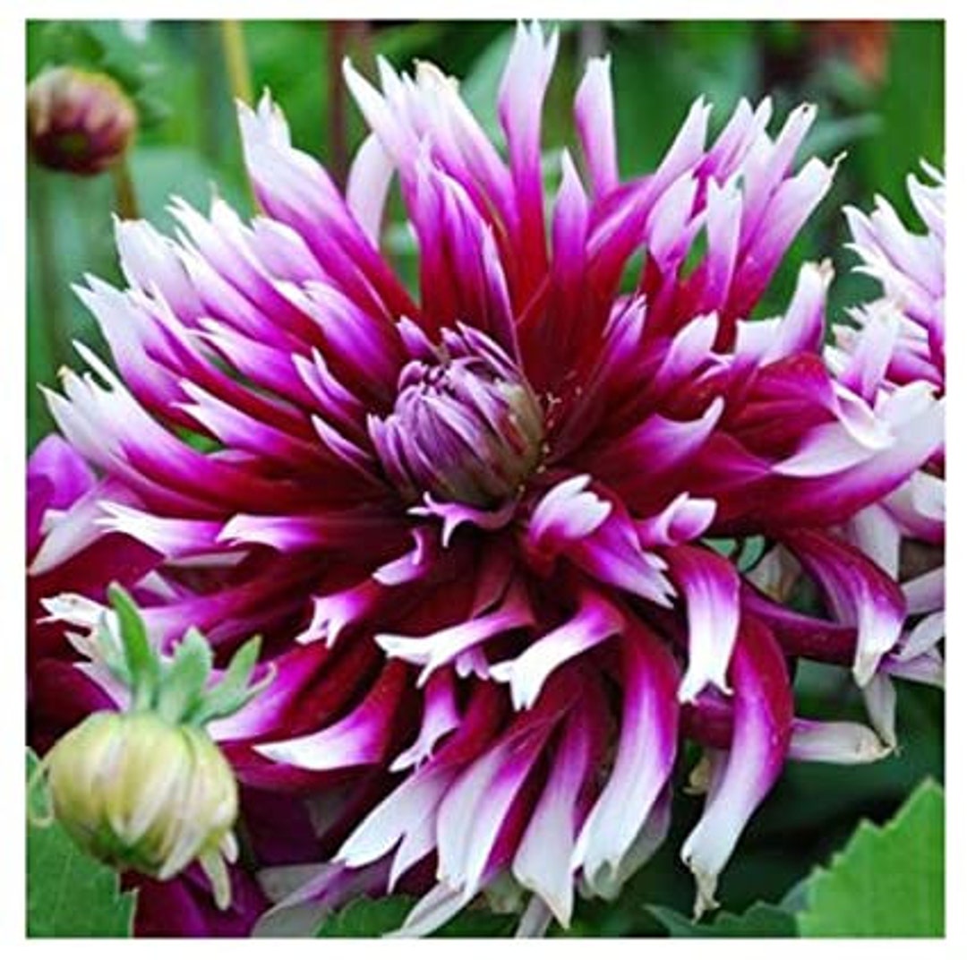 Dahlia Cactus Alauna Clair-obscur Tuber - Etsy