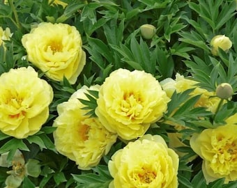 Peony Itoh 'Bartzella' | 1 Bare Root Peony | Pre-Order for Spring Shipping