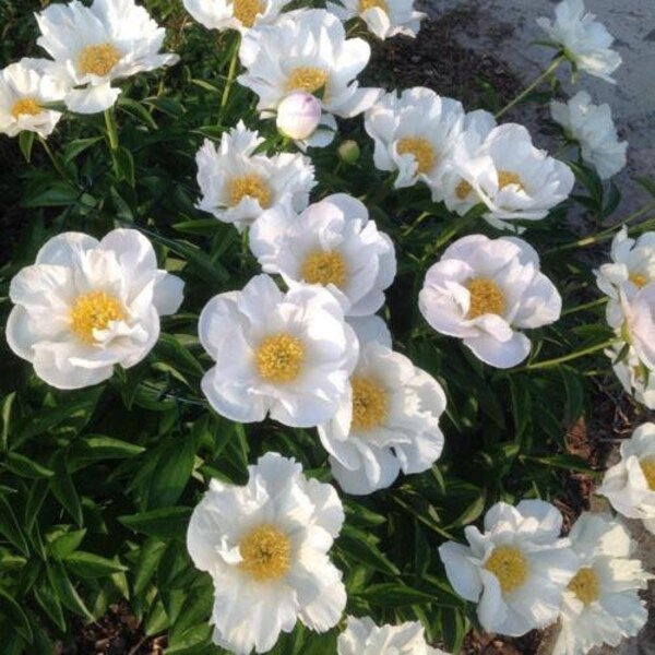 Krinkled White Poeny | 1 Bare Root Peony