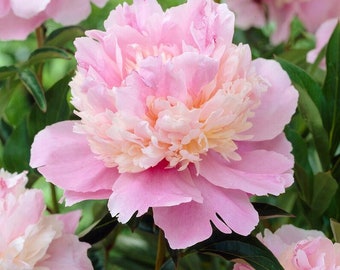 Peony 'Sorbet' | 1 Bare Root Peony | Pre-Order for Spring Shipping