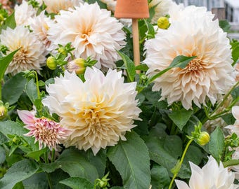 Cafe au Lait Dahlia Tuber | Pre-Order for Spring Shipping