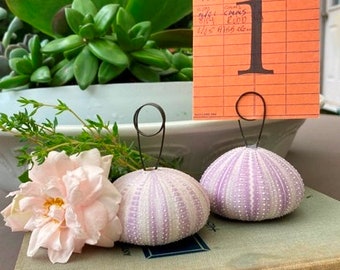 Beach or Seaside Wedding Sea Urchin Shells Table Number Holders Priced Individually Photo or Menu Holders