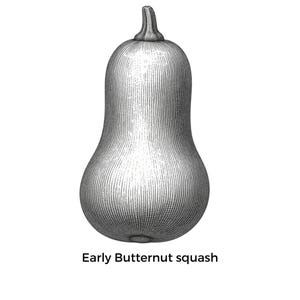 Peut inclure: Une illustration botanique en noir et blanc au trait représentant une courge butternut avec un corps lisse, allongé et en forme de cloche, surmonté d'une petite tige. Le dessin utilise de fines hachures verticales pour créer du relief. Texte : Early Butternut squash.