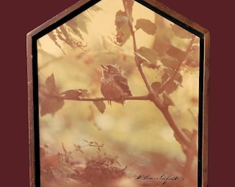 Fotografía vintage de los años 70 firmada de un joven petirrojo enmarcada en forma de casa.