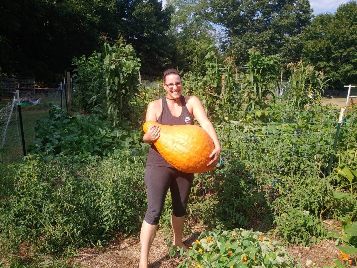 Giant Boston Marrow Seeds | Etsy