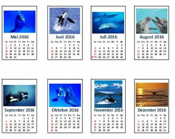 Buy Dolphin Calendar Online In India Etsy India