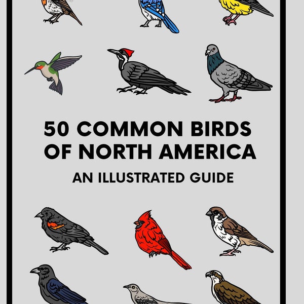 Illustrated Bird - Etsy