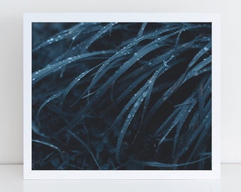 Blue Grass - Fine Art Nature Photography Print