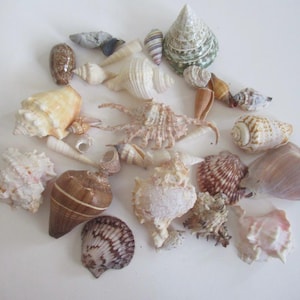 May include: A collection of seashells in various shapes, sizes, and colors, including white, brown, pink, and green. Some shells have intricate patterns and textures.