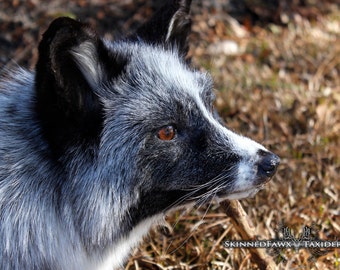 Ranch Raised Pale Silver Whitemark Fox Soft Mount Taxidermy