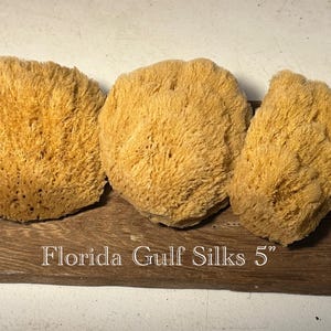 May include: Three natural sea sponges with a textured, porous surface, in shades of tan and gold, are displayed on a wooden plank. The text "Florida Gulf Silks 5" is printed in white below the sponges.
