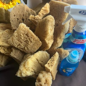 May include: A collection of natural sea sponges in varying shapes and sizes, with a light tan color. A blue spray bottle and a small blue bottle of dish soap are also visible. A yellow sunflower is in the background.