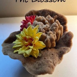 Nautical Blossom  Shape Curios Sea Sponge Grass plus Yellow SpongeCottage Chic Display corks Bath Sponge Included